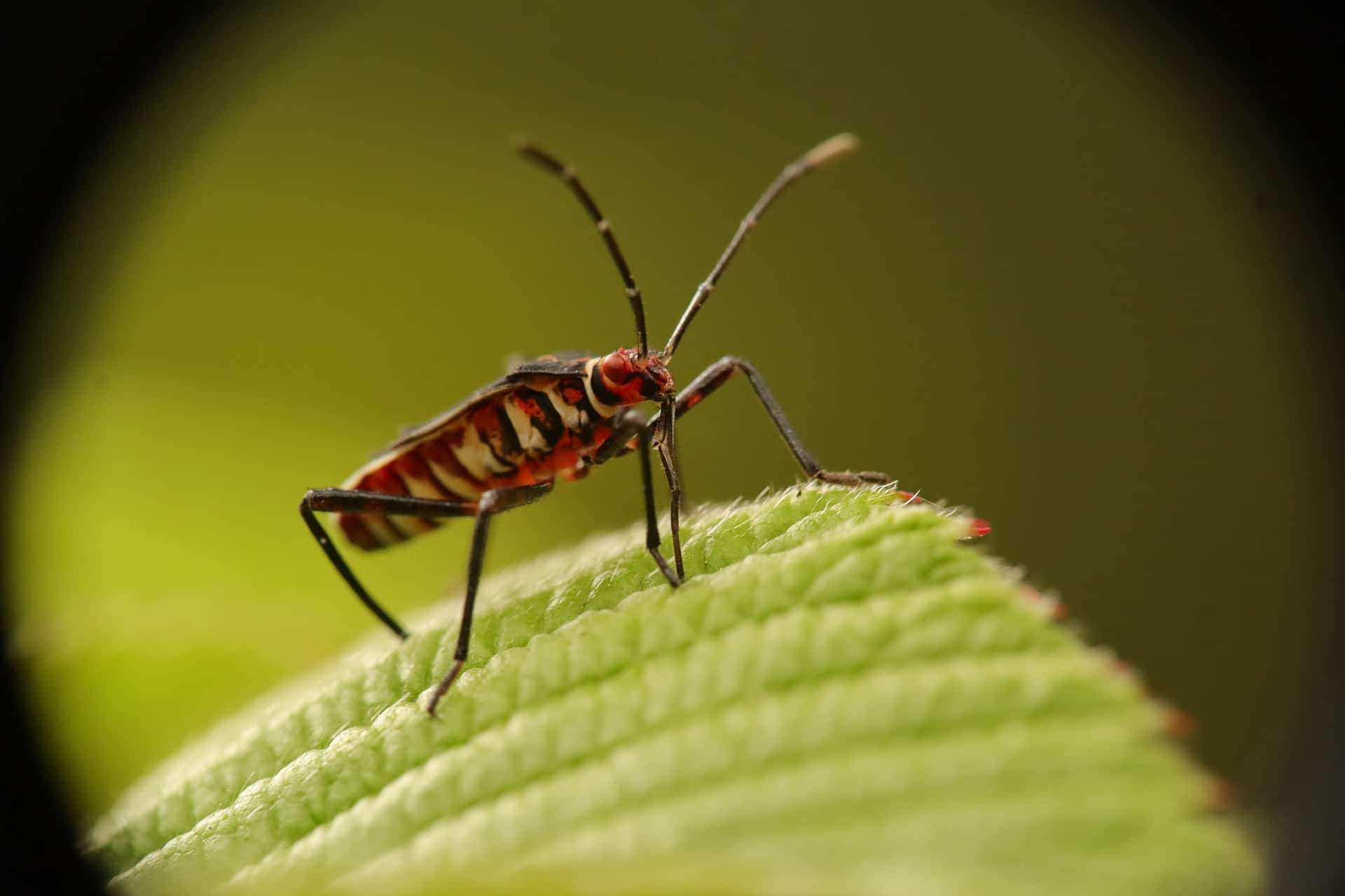What Exterminator Wants You To Know About Bed Bugs