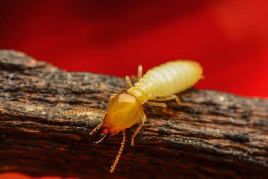 Termite Pest Control Frisco TX