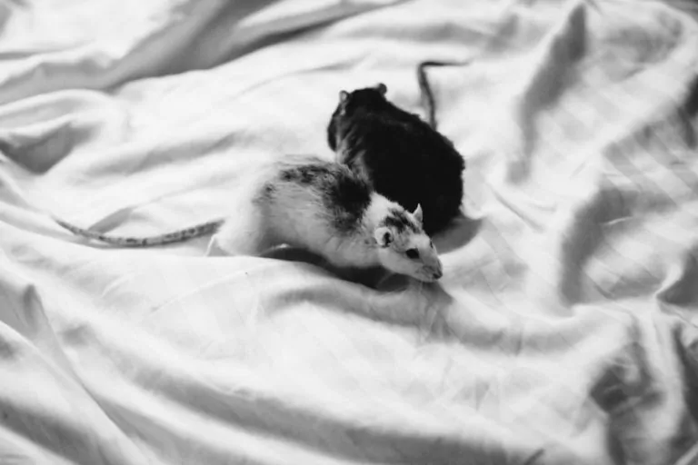 Two rats in bed sheets