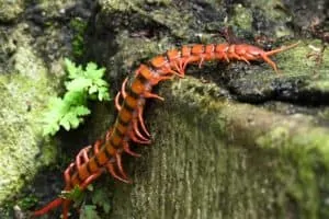 Texas home centipedes