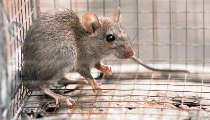 an image of a rat in a cage