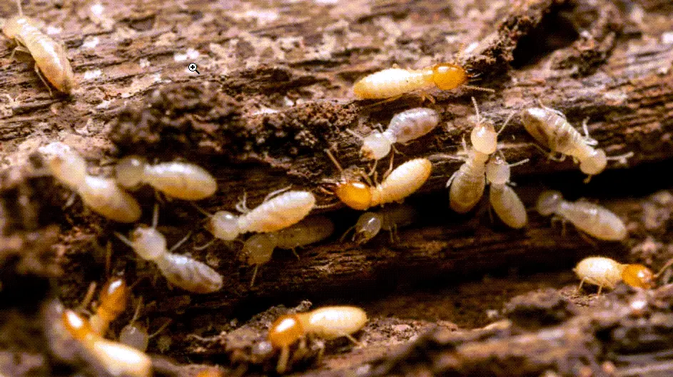 Termites in house