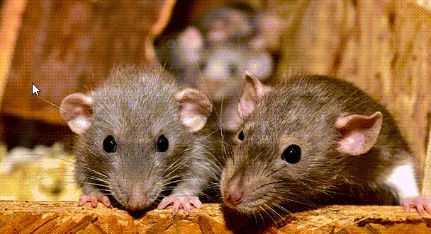 three rodent closeup inside house