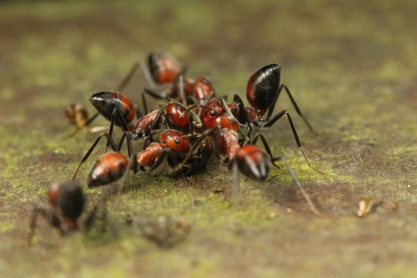 pest infestation