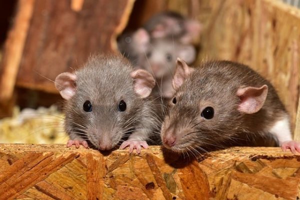 Roof Rats