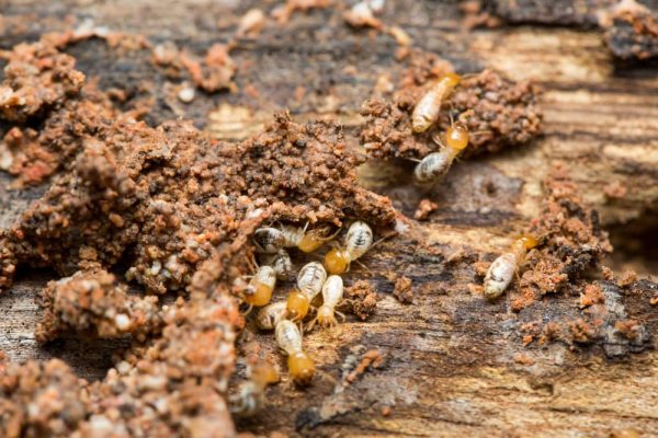 termites-in-TX-Frisco-Celina-Dallas.jpg