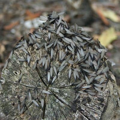 Termites with wings